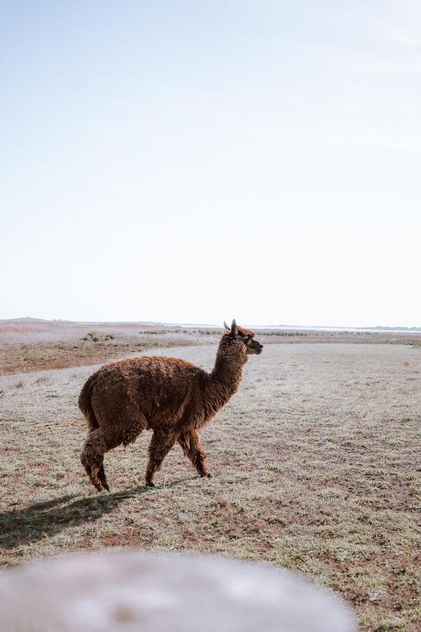 Coorong Island Retreat - Farm Stay At Pet Friendly Property Meningie Exterior foto